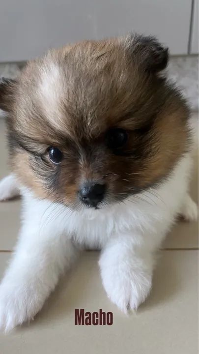 Filhotes de Lulu da Pomerânia - Foto 3