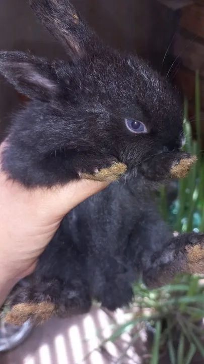 Coelhos filhotes comuns e Raciados