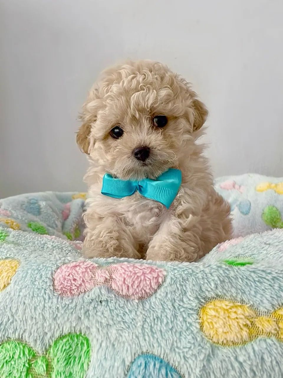 Poodle toy macho e fêmea (foto real)