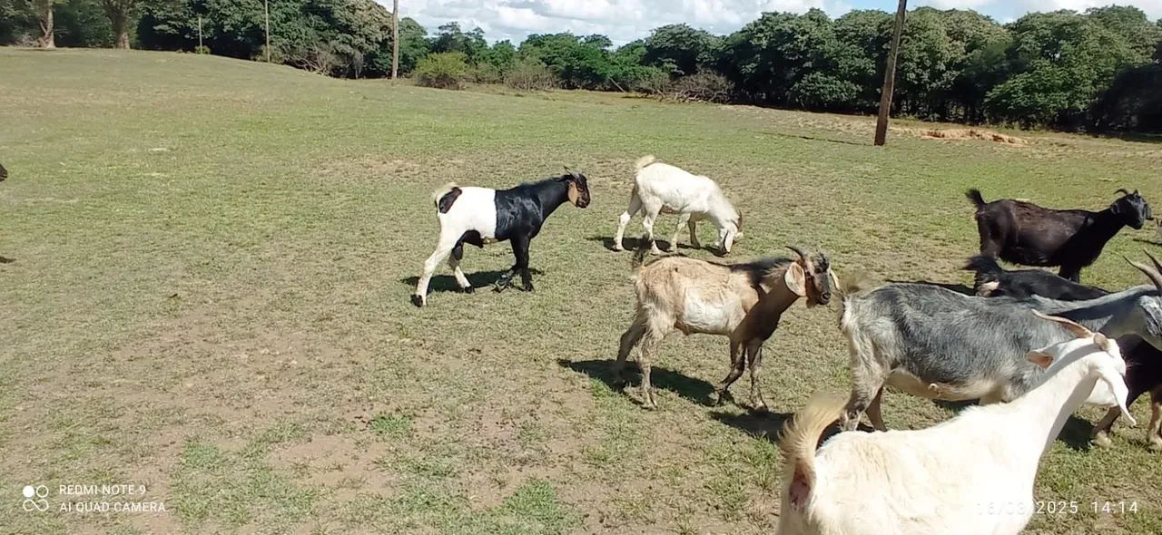 Bodes para venda - Ótimos para criação!