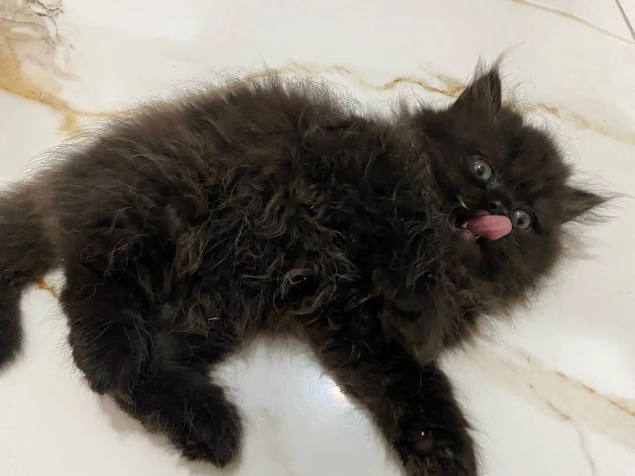 Gatinhos persa machos 