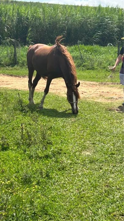 Cavalo Mangalarga Paulista  - Foto 6
