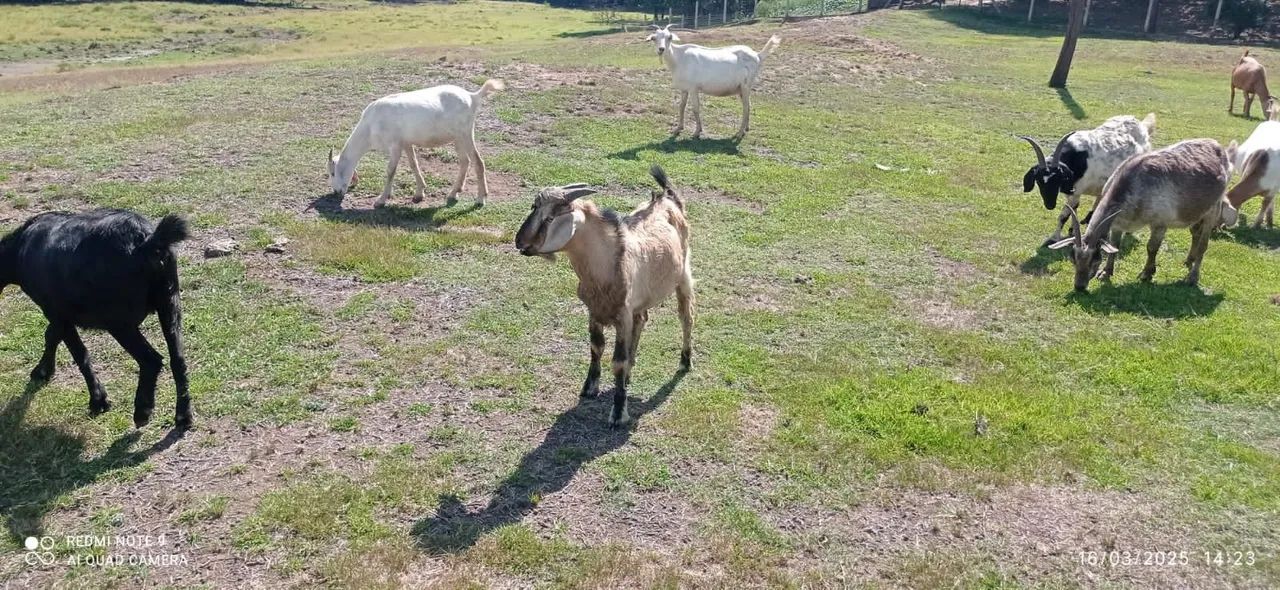 Bodes para venda - Ótimos para criação! - Foto 4