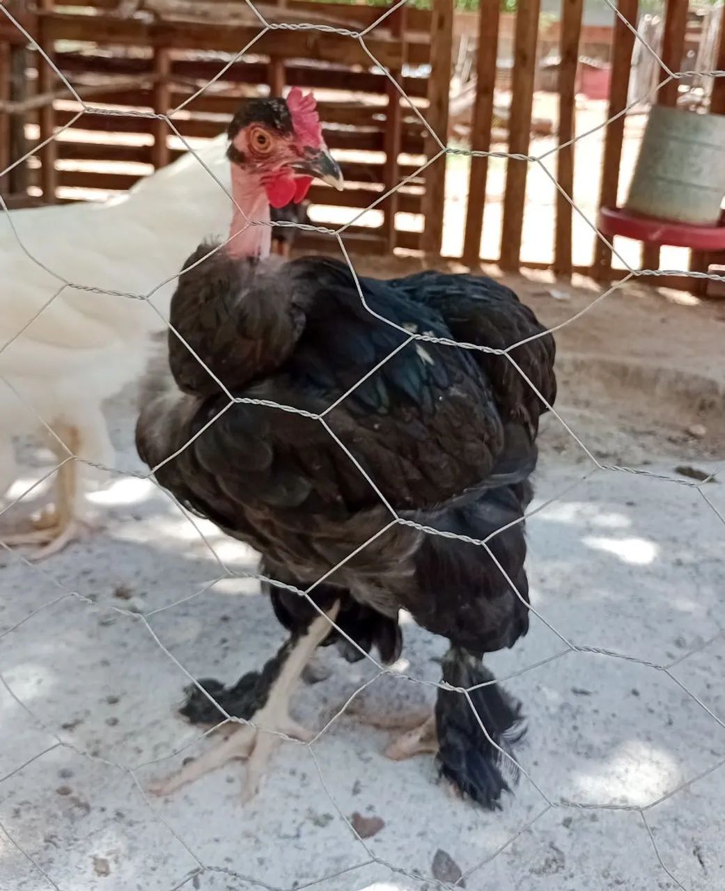 Galo, Frango e frangas Brahma (valor promocional) - Foto 2