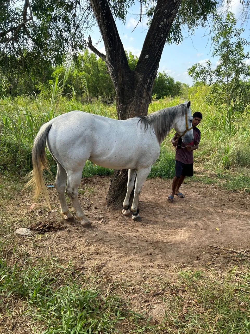 Cavalo quarto de milha  - Foto 2