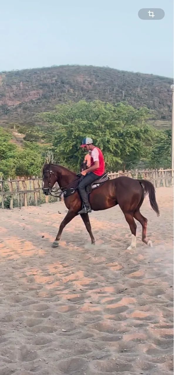  Cavalo de Direita para Vaquejada à Venda  - Foto 5