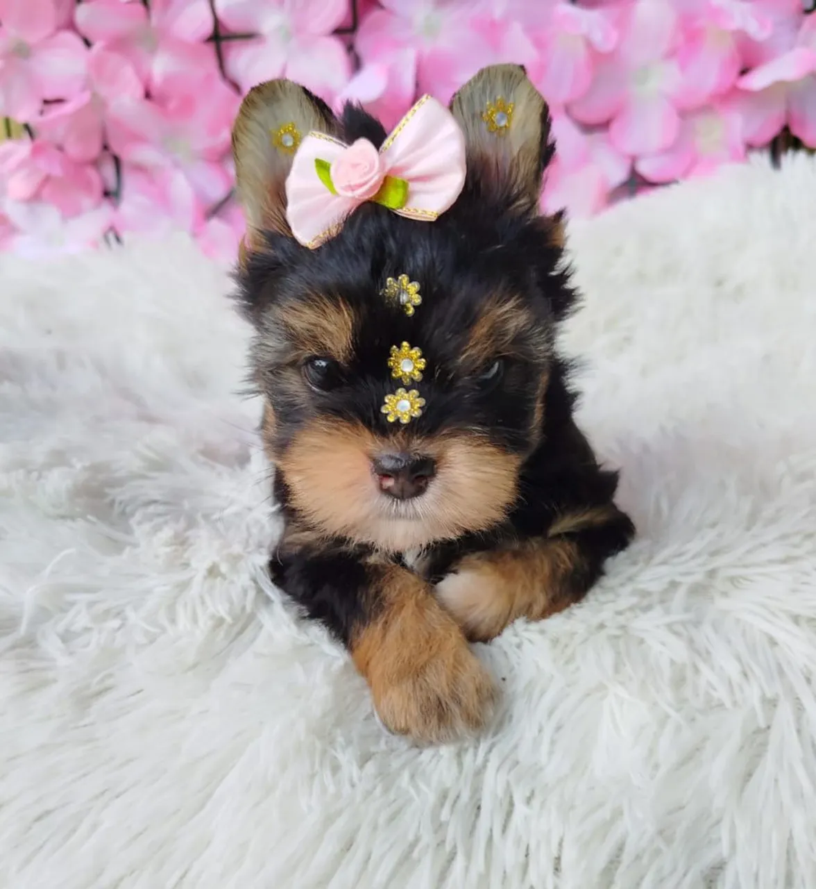 Filhote Yorkshire Terrier Mini Fêmea