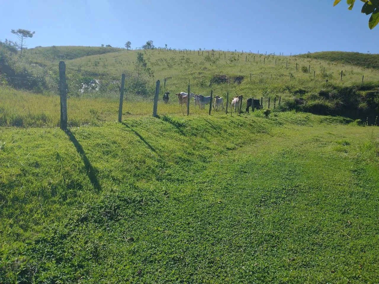 Fazendinha 15 Alqueires Cariacica  - Foto 5