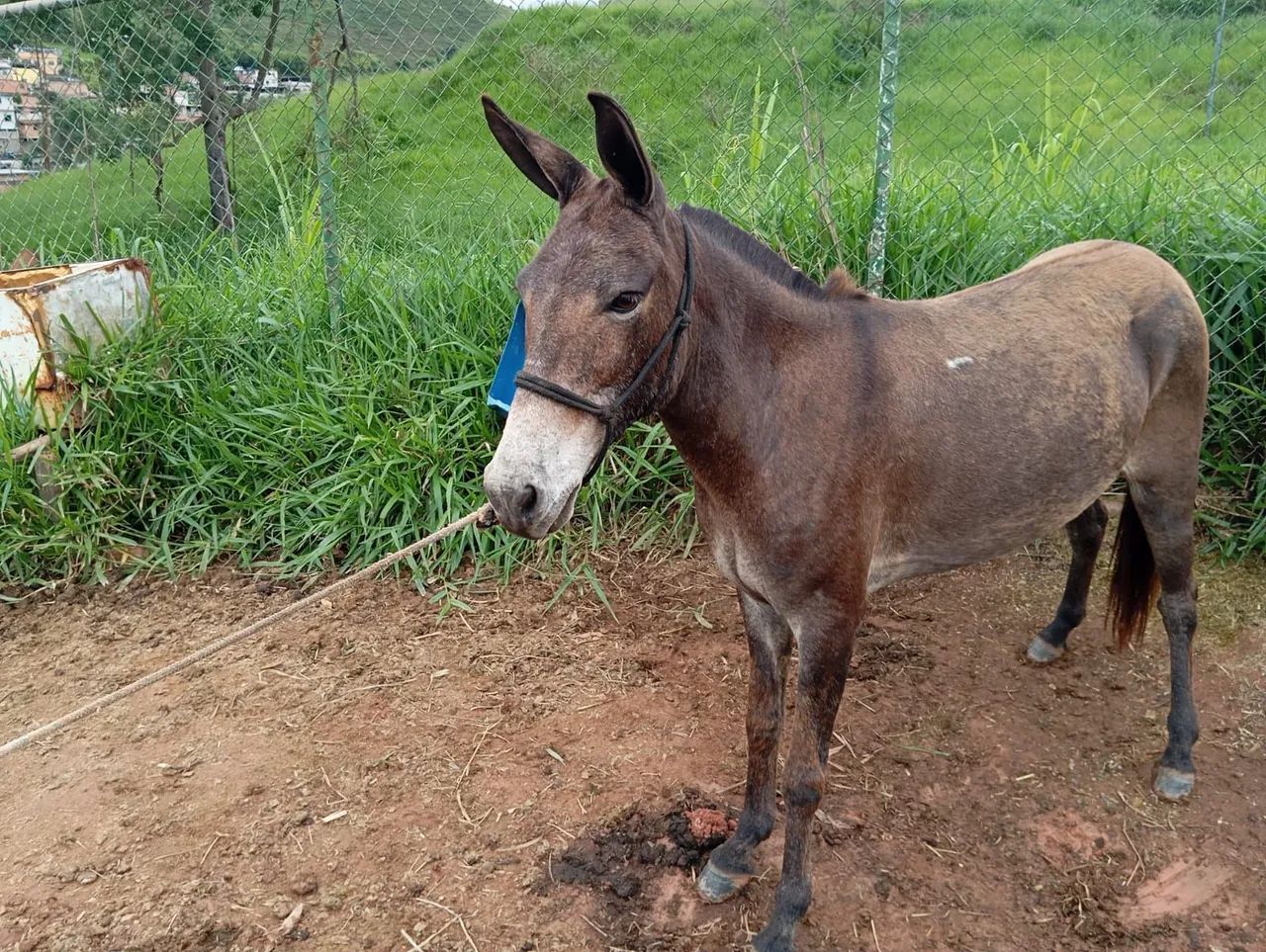 Mula de Marcha picada 