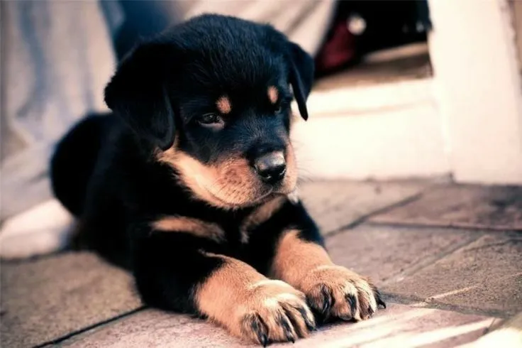 Rottweiler ele e o encanto que você busca