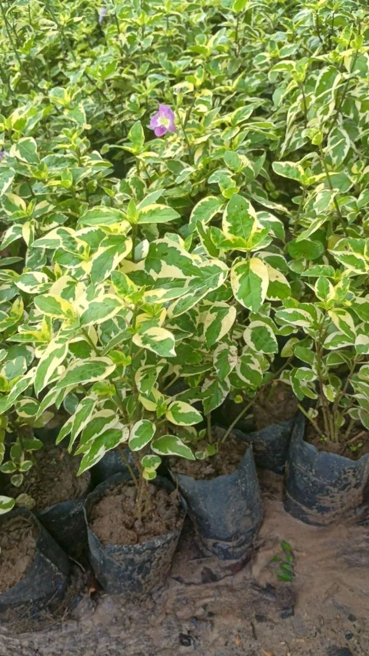 Mudas para jardim  - Foto 2