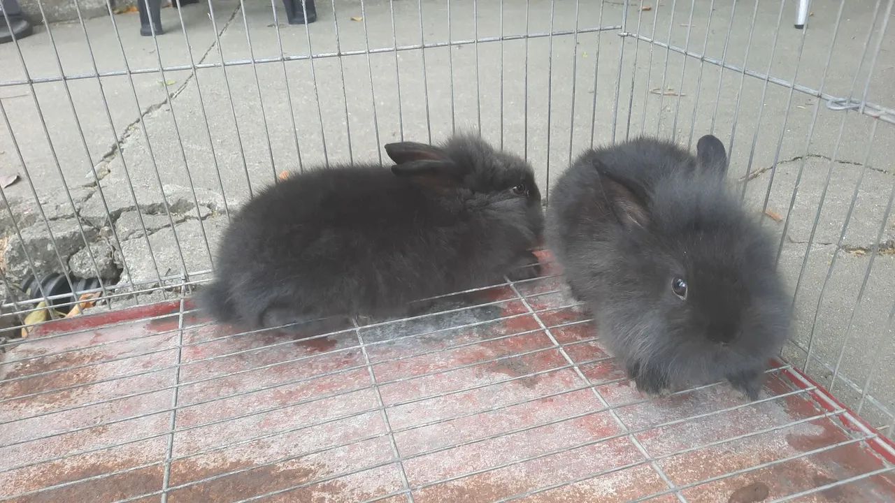 Vendo coelho mine lion reader.  - Foto 5