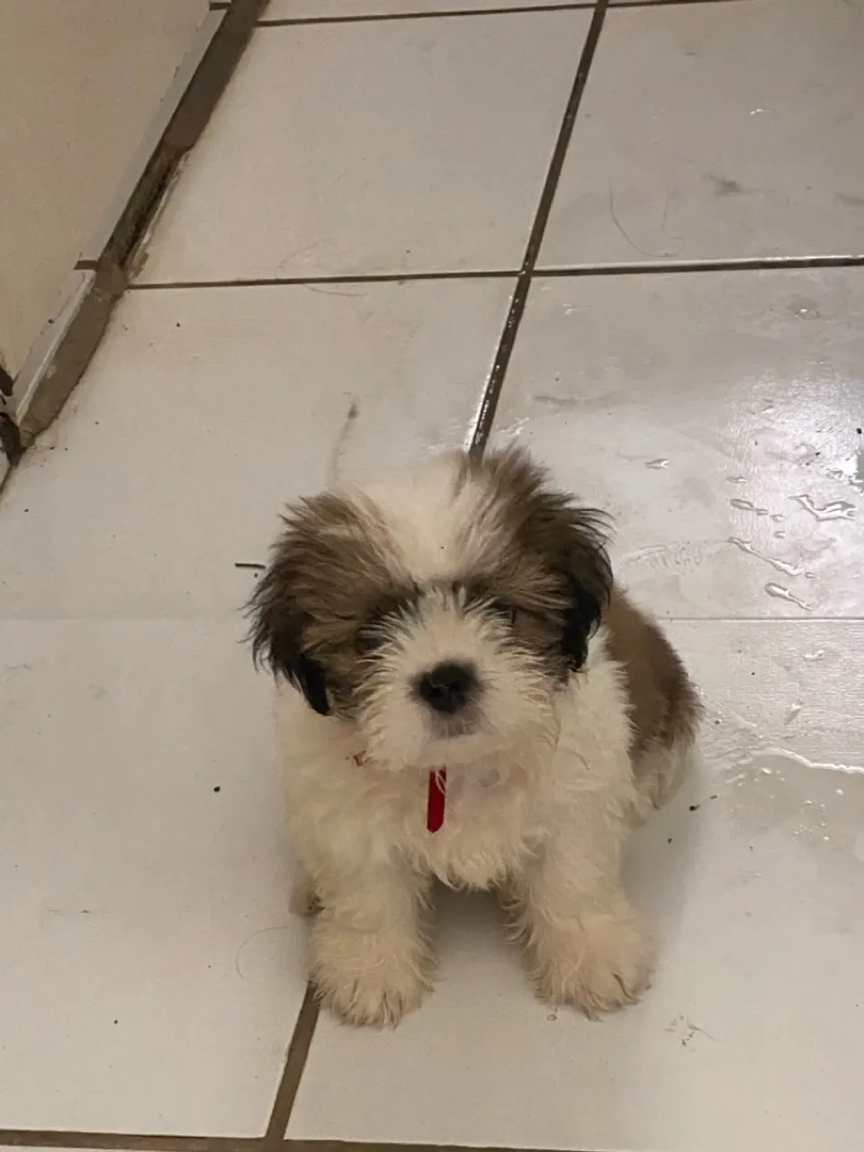 Filhote de Shih Tzu macho