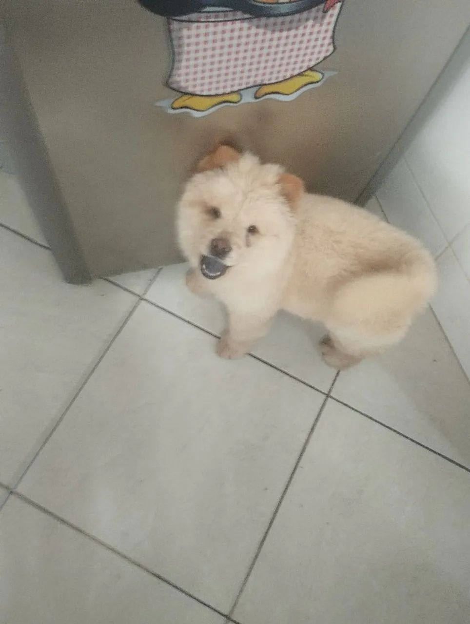 Filhote Chow Chow fêmea e macho 
