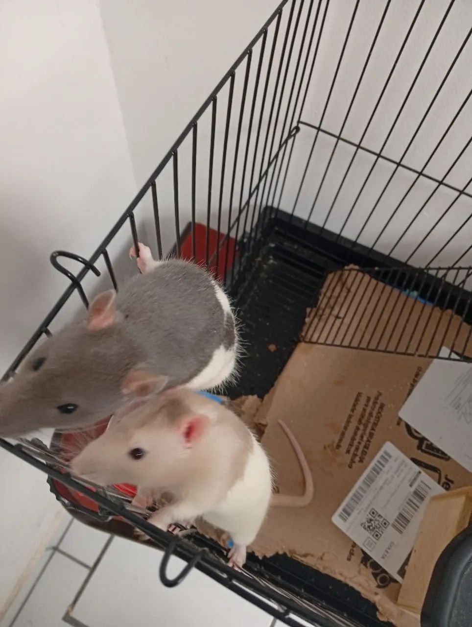 Ratos Twister  - Foto 2