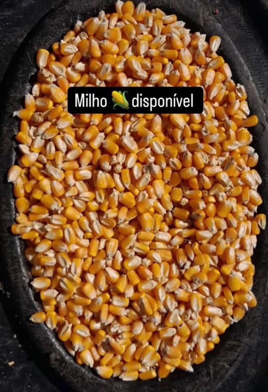 Milho em Grãos Convencional Padrão 1