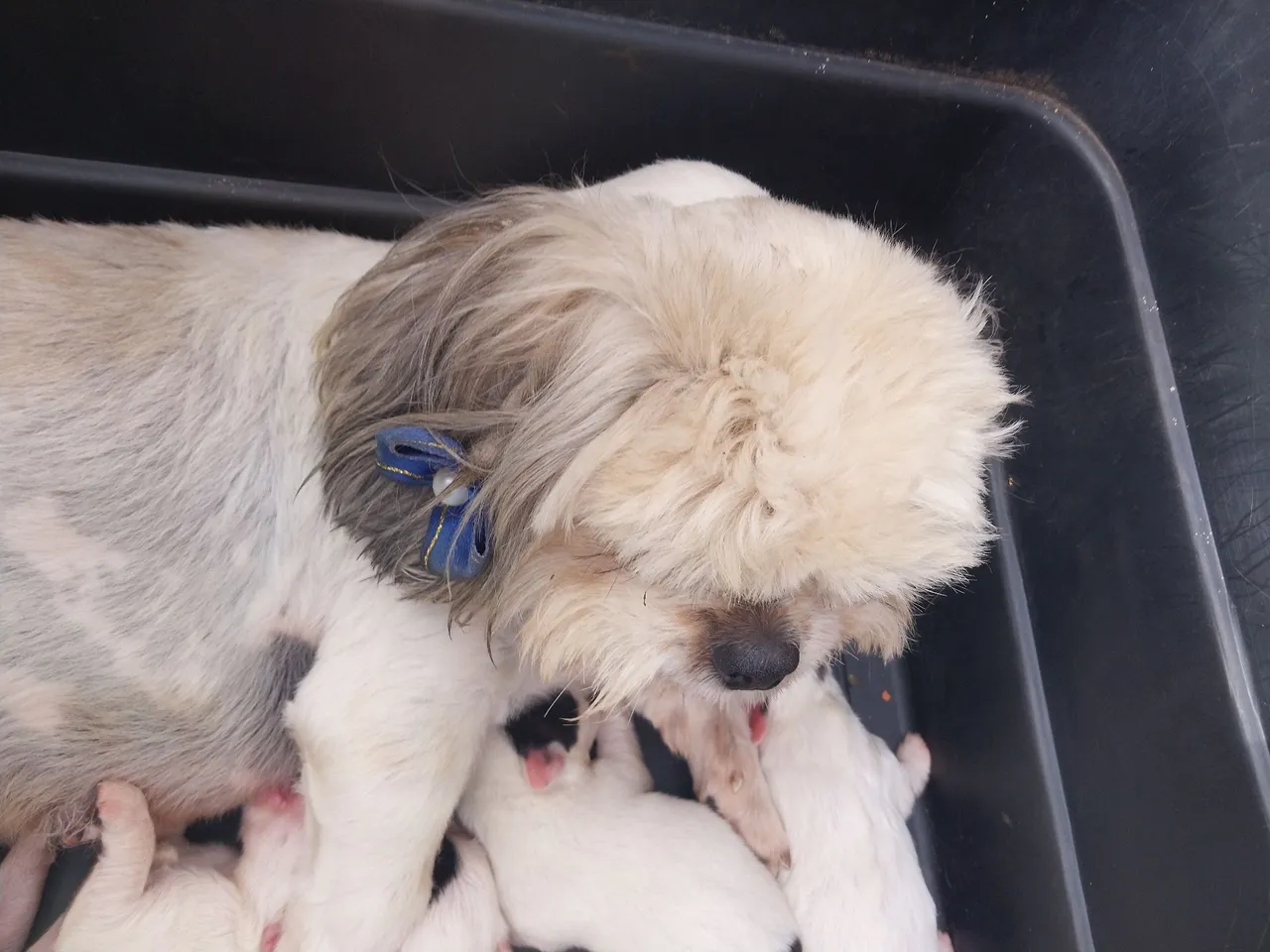Shih Tzu místiço