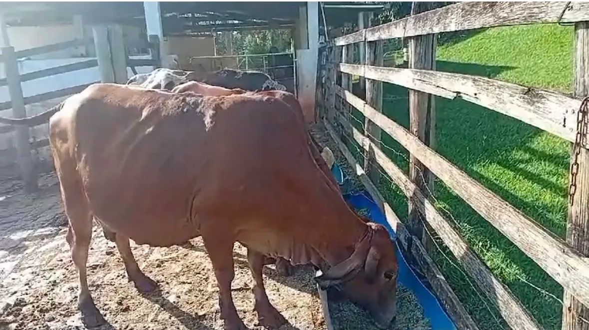 Três Vacas leiteiras para venda - Foto 4
