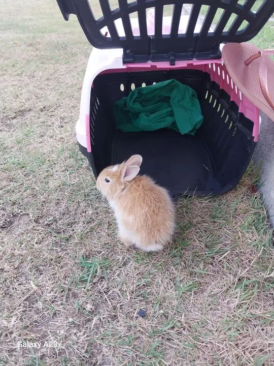 Adoção responsável: coelho lindo e dócil  - Foto 2