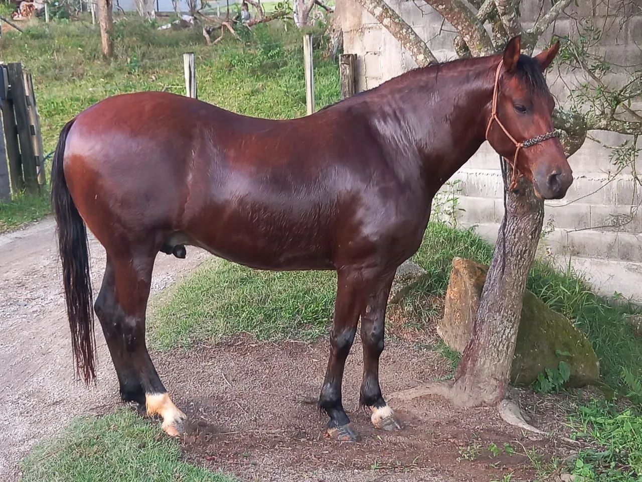 Cavalo MangaLarga, lindo, mando, capado, bem tratado  - Foto 4