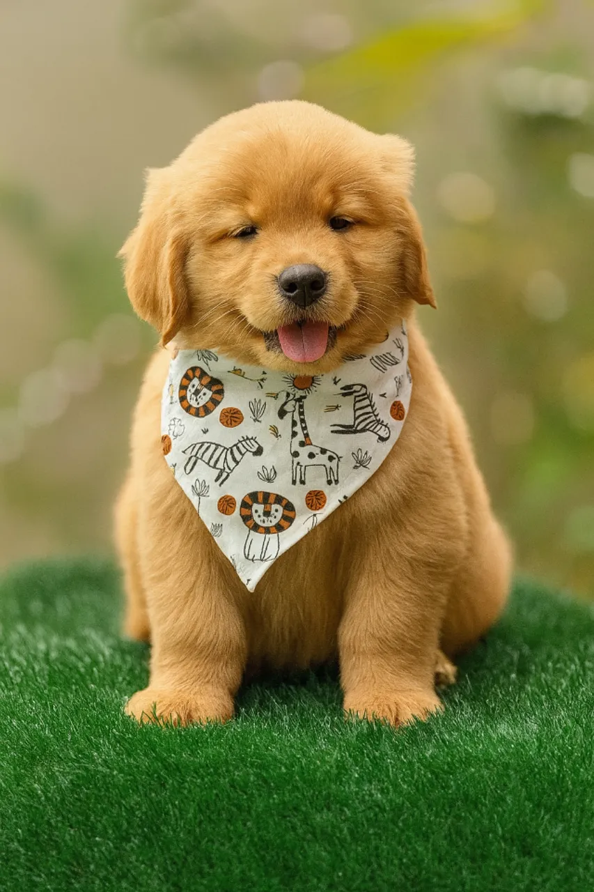 Golden Retriever com pedigree filhote