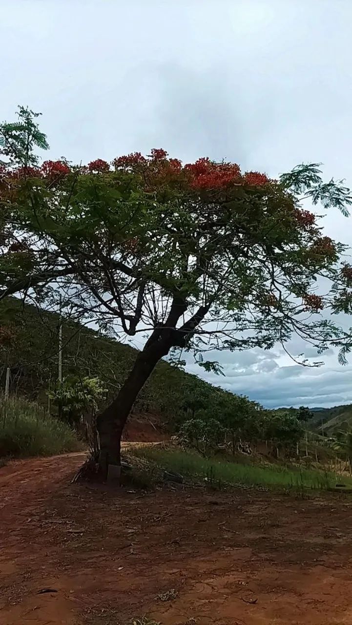 Foto - Afonso Cláudio - 