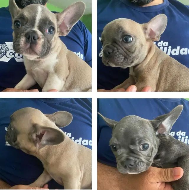 Buldogue Frances