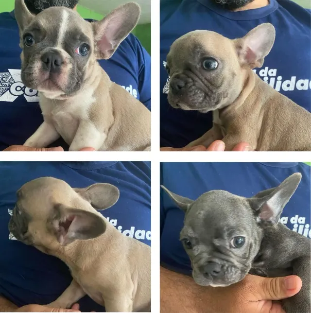 Buldogue Frances