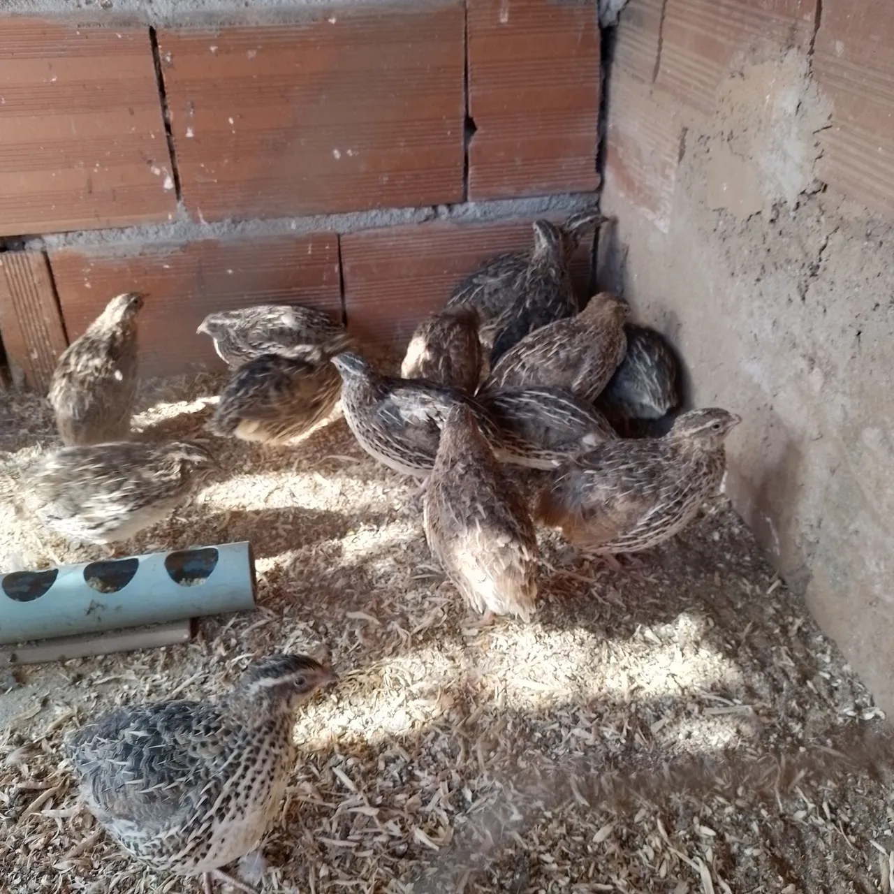 Codornas machos para Criação