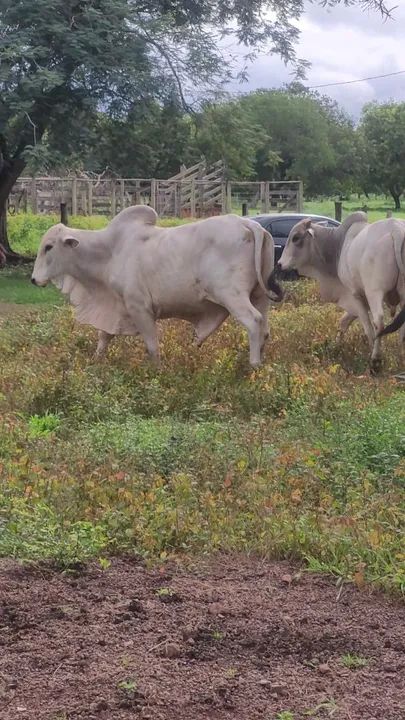 Vende-se touros - Foto 5