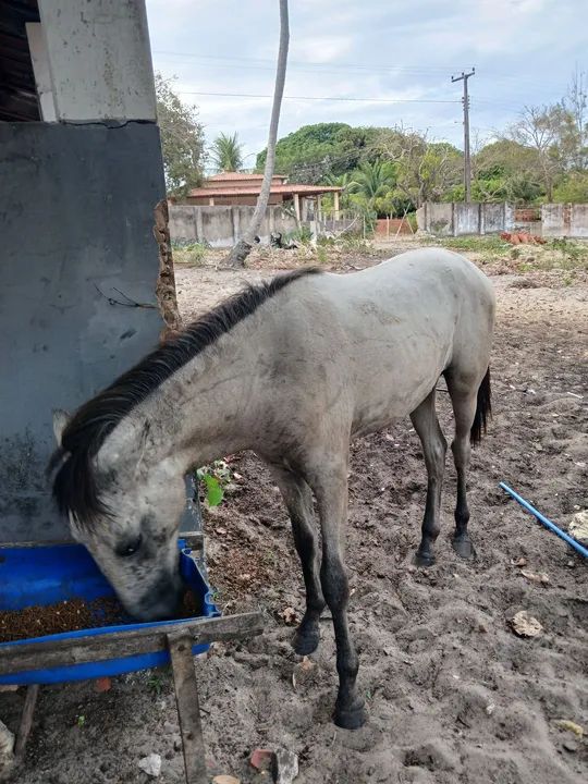 Sela de Cavalo - Usada - Foto 5