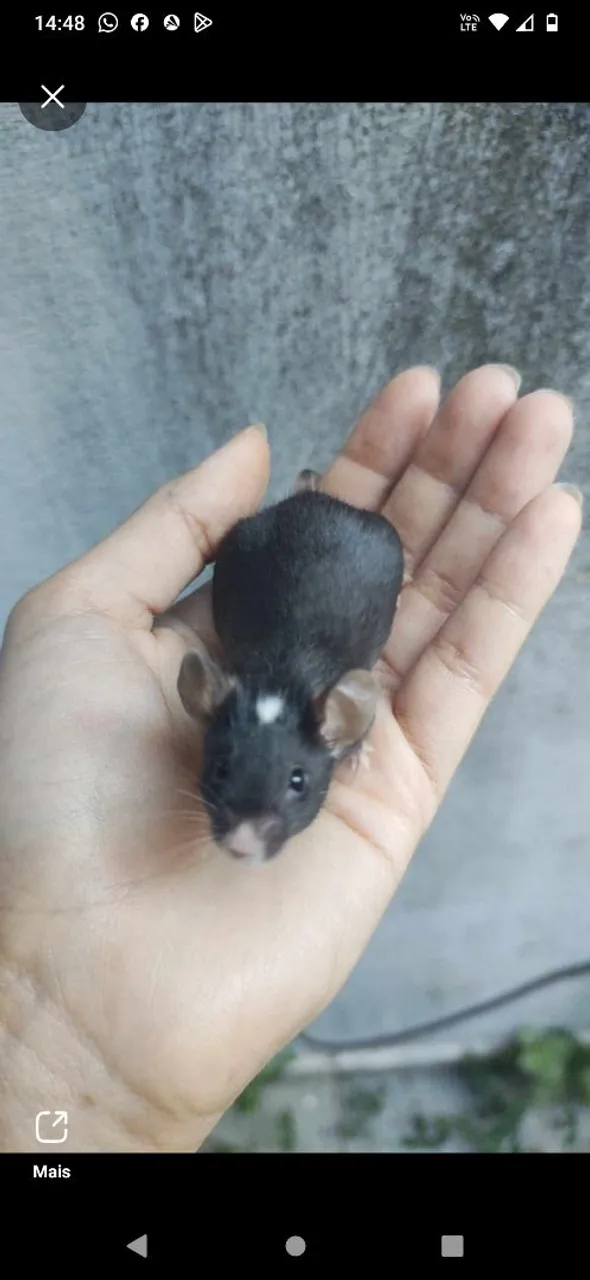 Camundongos 
