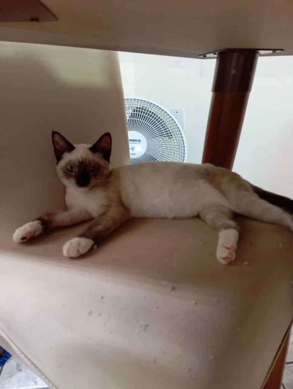 Gatinha Siamêsa para Adoção responsável