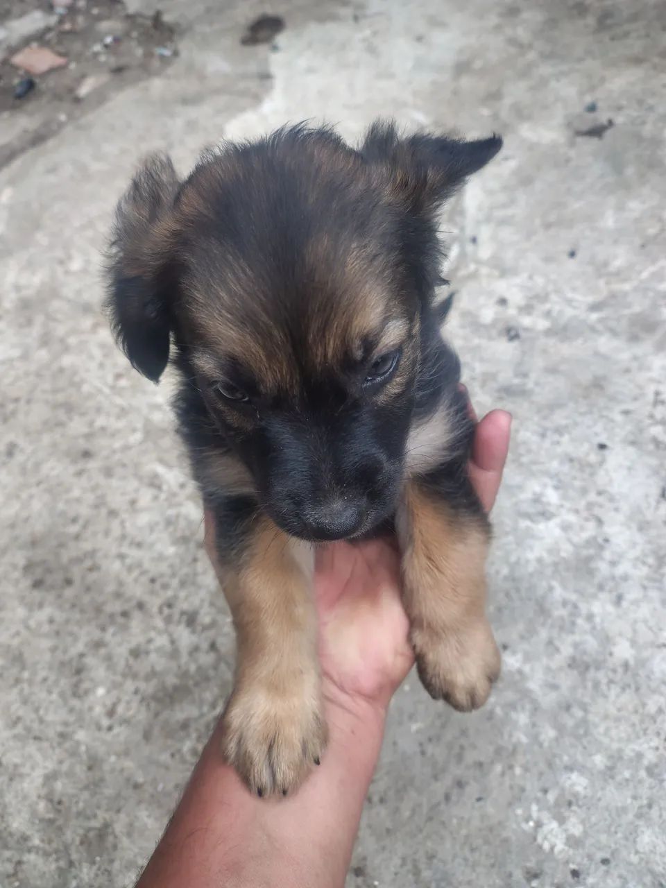 Pets para adoção  - Foto 4