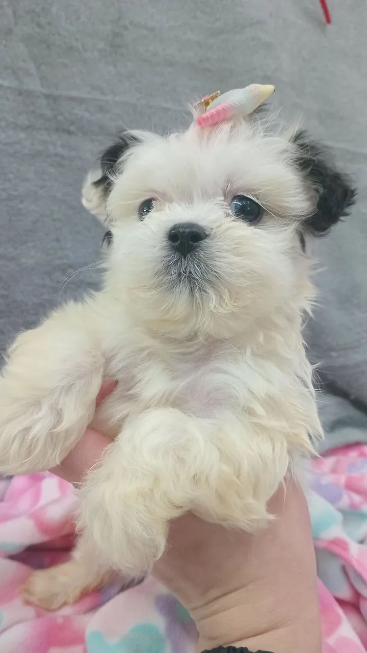 LHASA APSO  - Foto 2