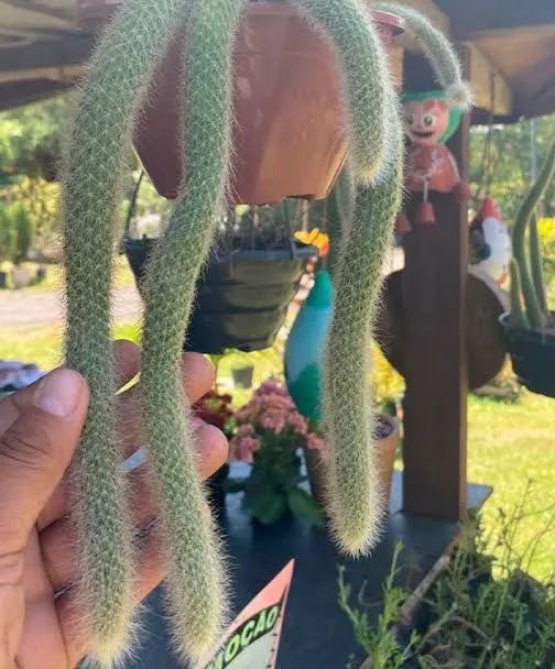 Cacto Rabo de Macaco
