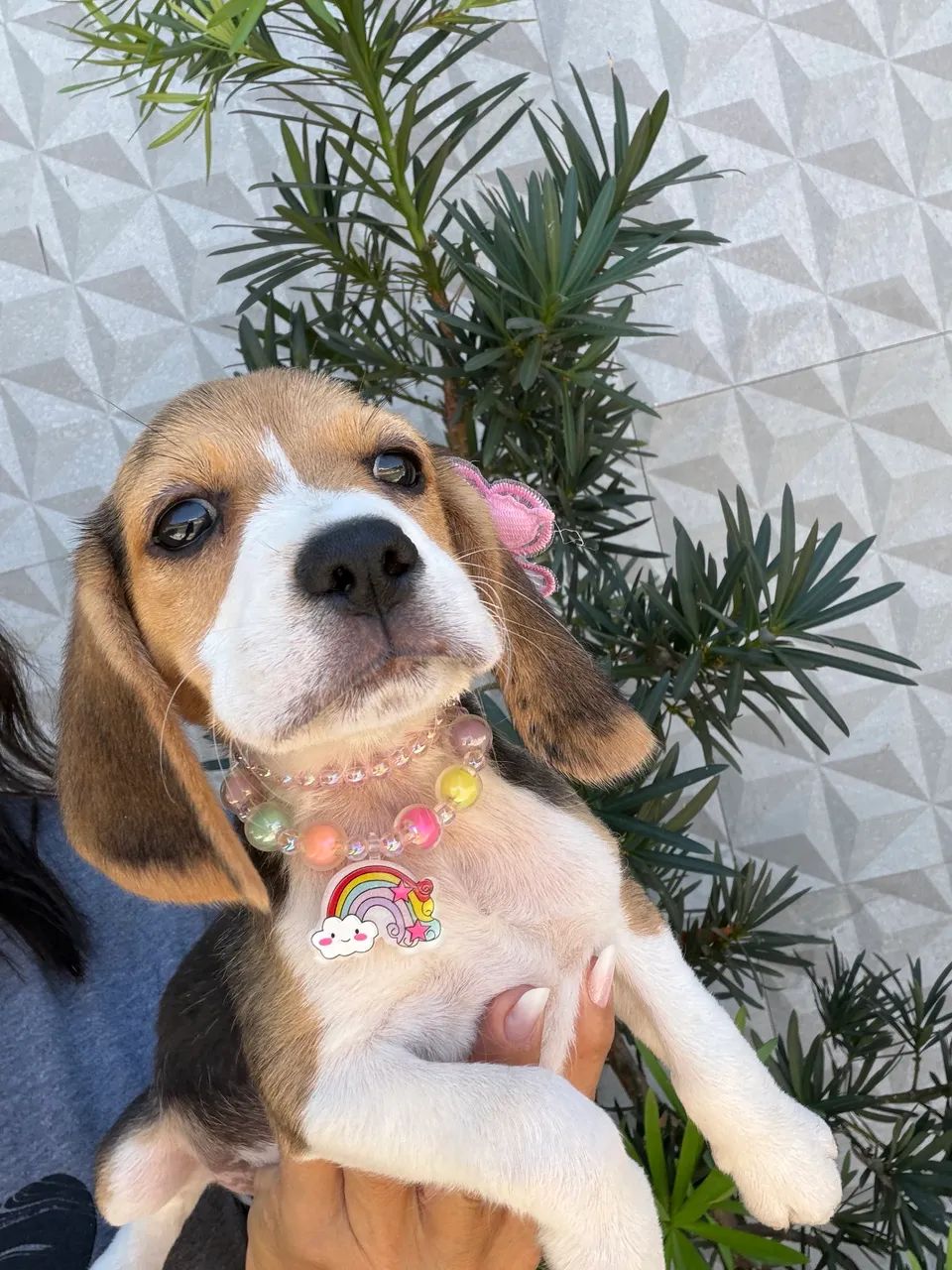 Beagle - Foto 2