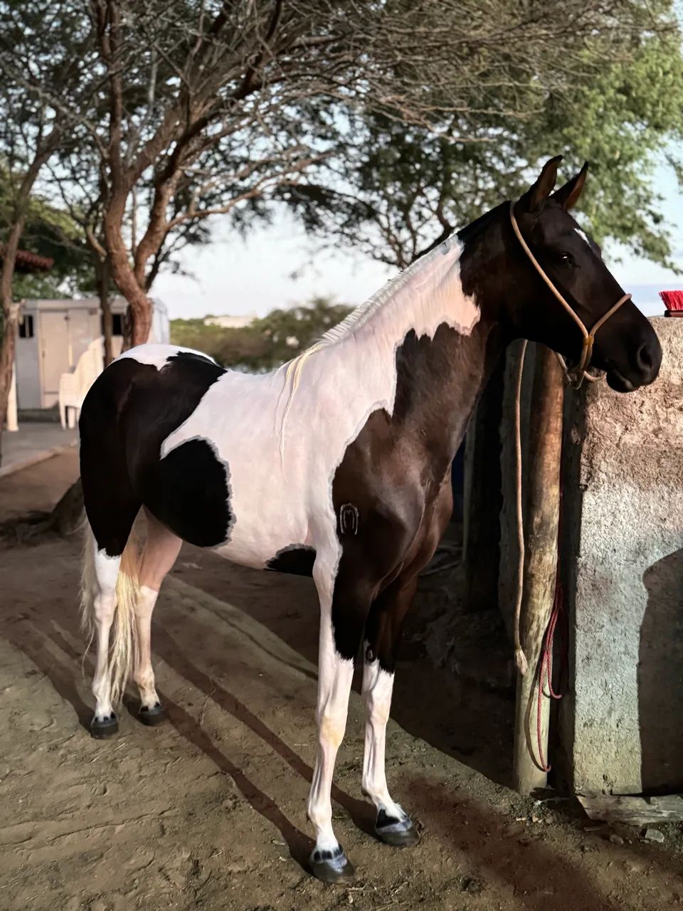 ÉGUA MANGALARGA MARCHADOR 