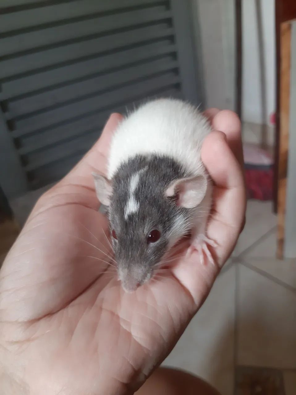 Rato twister 