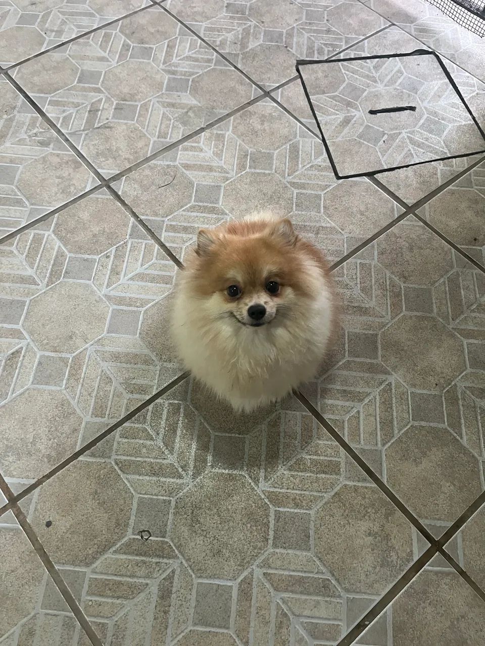 Spitz alemão  - Foto 5