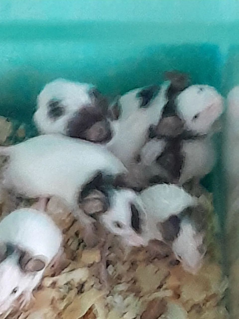 Ratos topolinos  - Foto 2