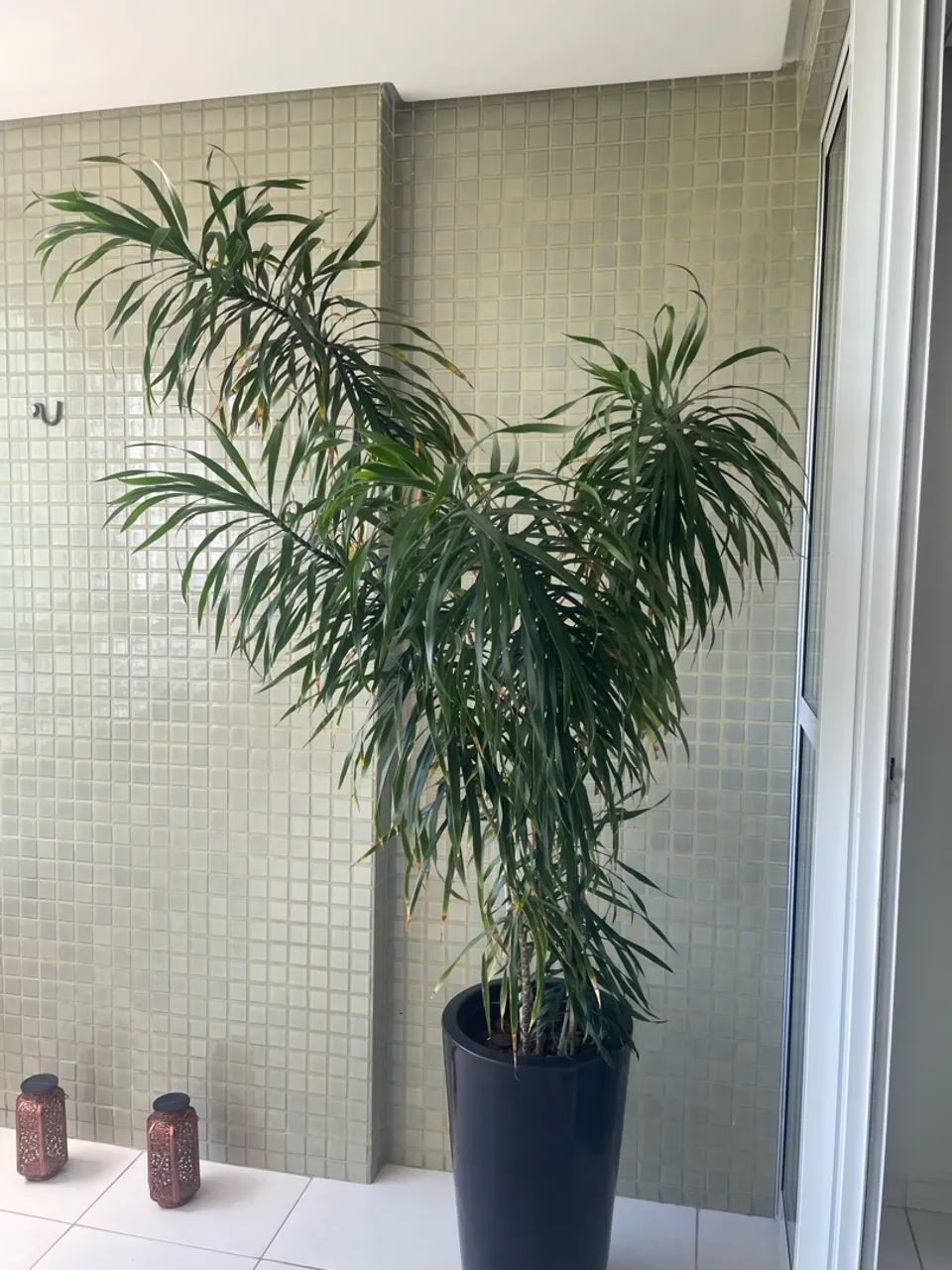 Planta Dracena - Foto 2