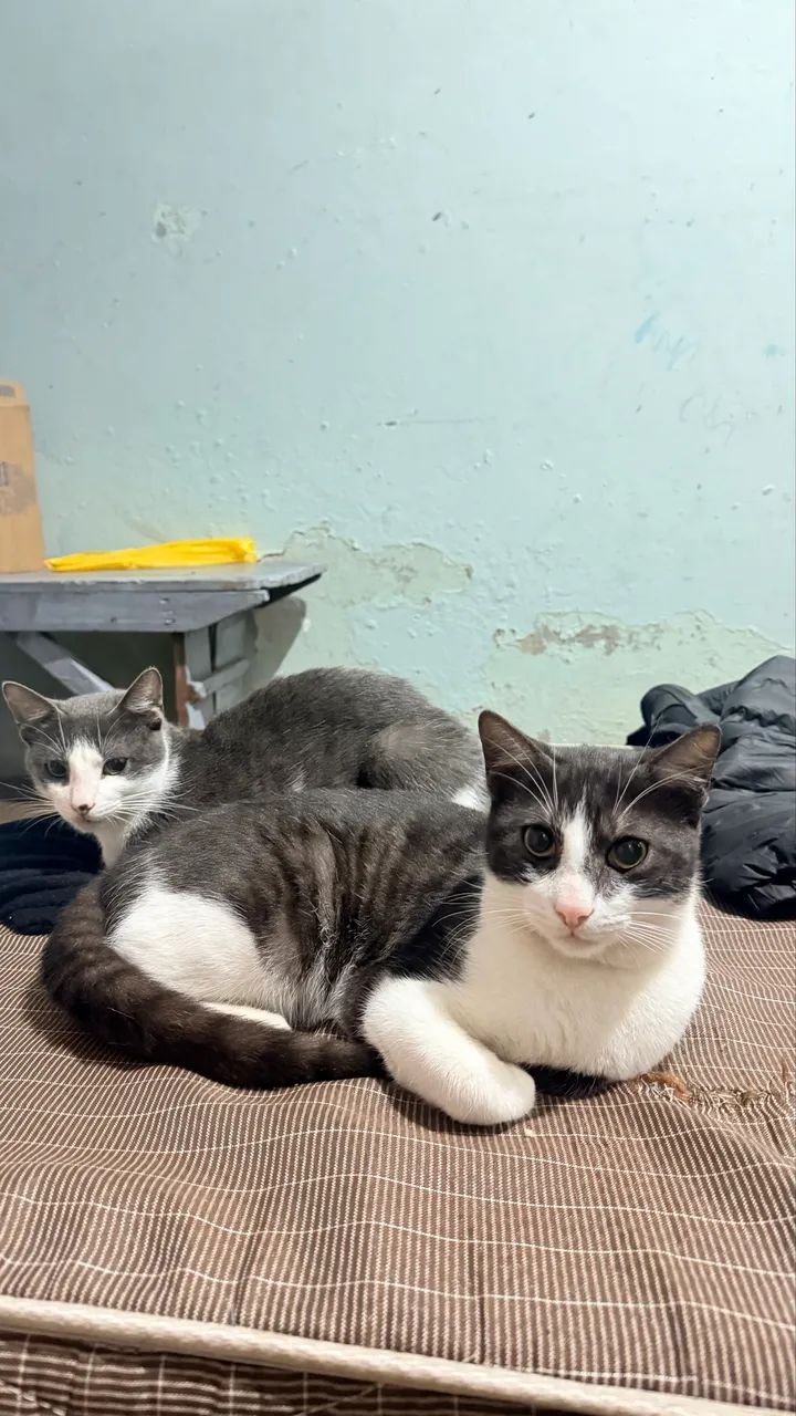 Gato  - Foto 6