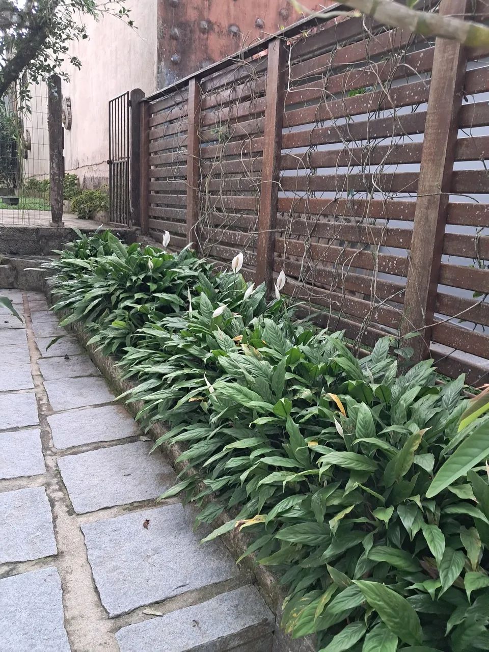 Paisagismo e jardinagem  - Foto 3