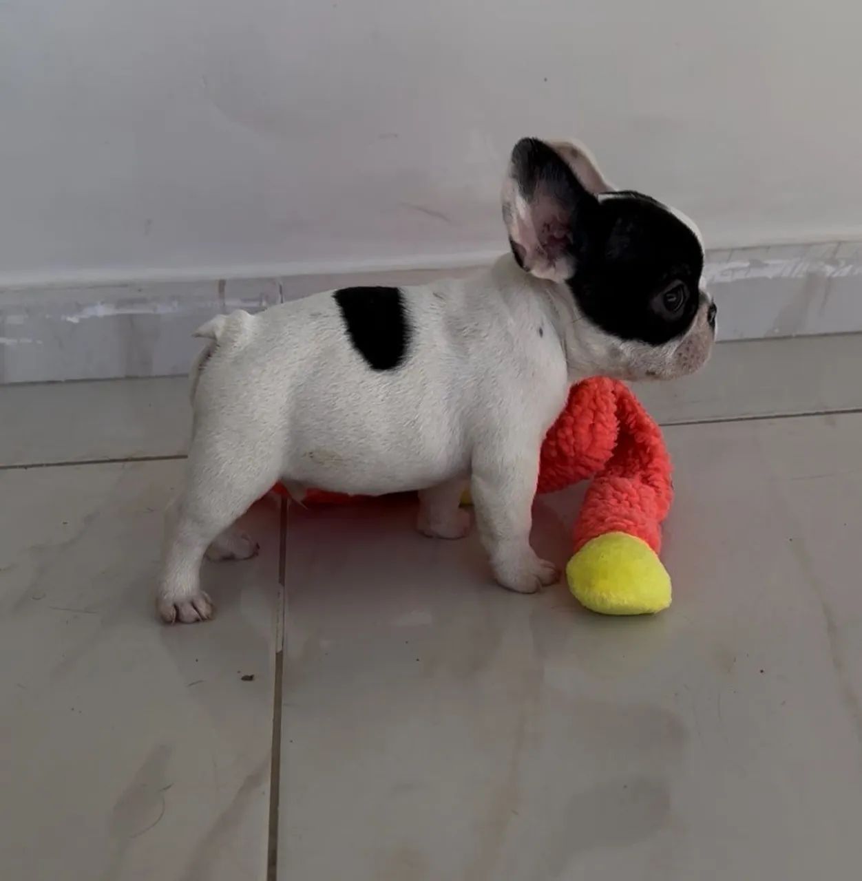 Buldogue francês macho - Foto 2