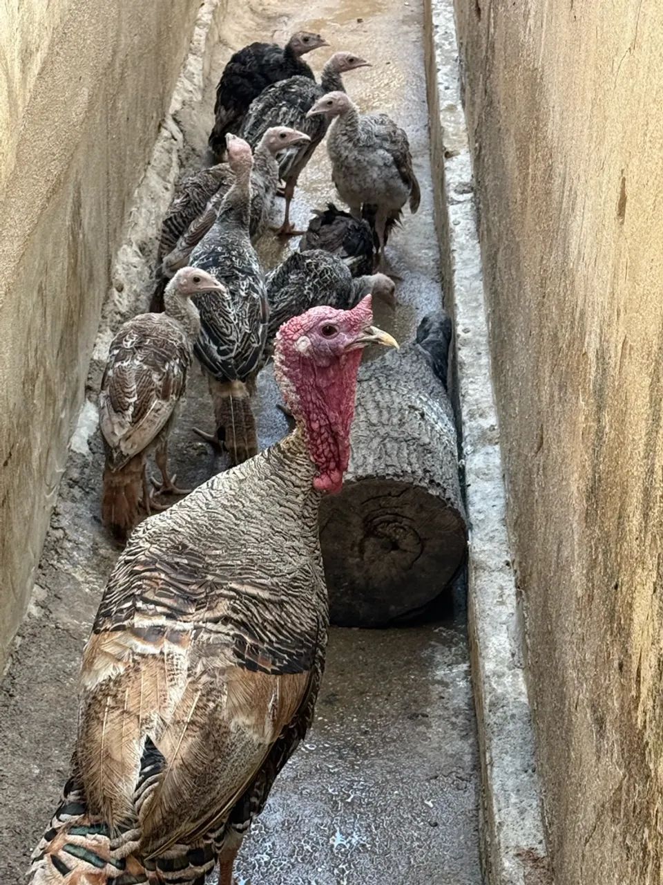 Perus, frangos de perus e peruas  - Foto 4