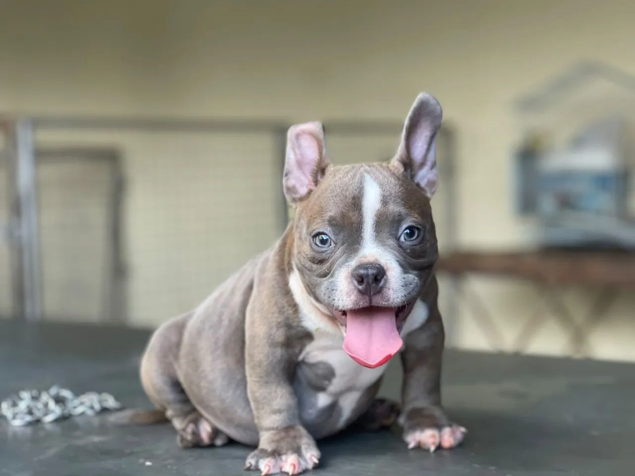 American Bully  - Foto 3