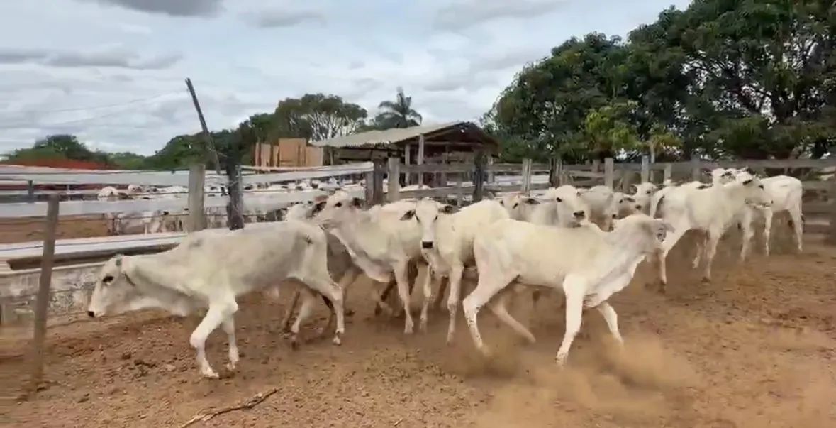 Bezerras