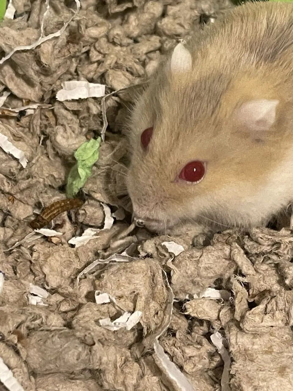 Hamster  - Foto 2