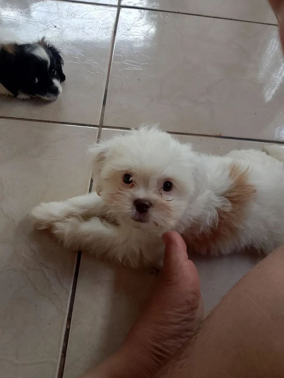 Vende-se filhotes de shitzu mais de 58 dias - Foto 2